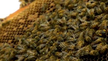Bienen auf Wabe  