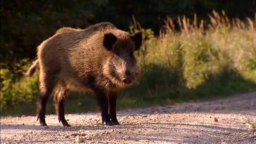 Ein Wildschwein steht auf einem Weg