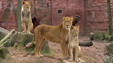 Eine Gruppe von Löwen in einem Zoo