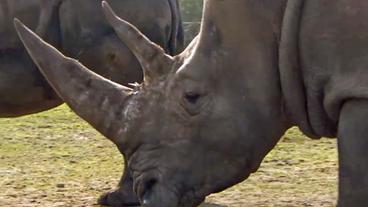 Breitmaulnashorn im Außengehege des Safari-Parks Hodenhagen