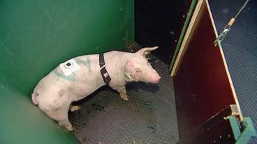Ein Schwein wartet im Versuchsbereich