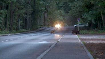 Ein Frischling läuft über eine Straße