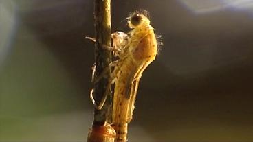 Libellenlarve schlüpft aus ihrer Larvenhaut