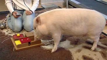 Bild: HR Ein Schwein bekommt ein Leckerli