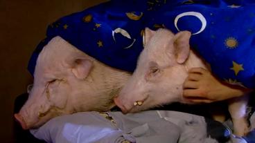 Zwei Minischweine liegen unter einer Bettdecke