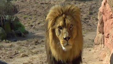 Löwenmännchen in einem Zoo-Gehege