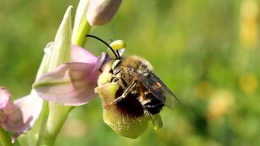 Beine sitzt auf Orchideenblüte