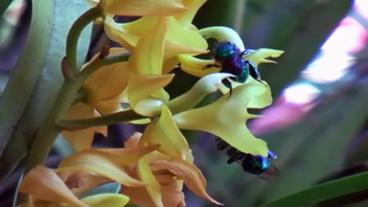 Bienen auf Orchideenblüten