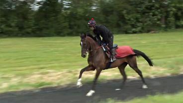 Bild: BR Danvilla im Galopp