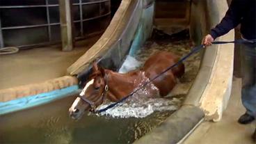 Bild: BR Ein Pferd im "Pferdebad"