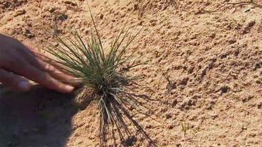 Bild: BR Stacheliges Gras mitten im Sand