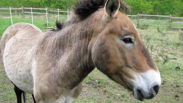 Bild: Susanne Delonge/Susanne Delonge Przewalski-Pferd nah