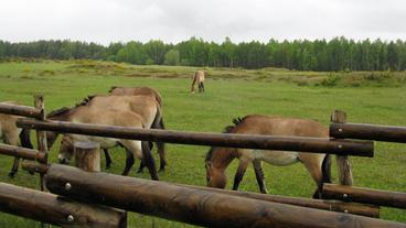 Bild: Susanne Delonge/Susanne Delonge Przewalski-Pferde im Naturschutzgebiet Tennenlohe