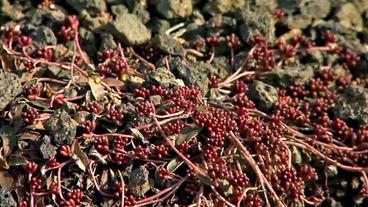 Eine rote Pflanze auf Vulkangestein
