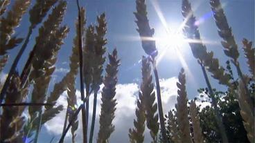 Weizenfeld in der Sonne