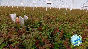 Holländische Gewächshausrosen: Anbau in großem Stile