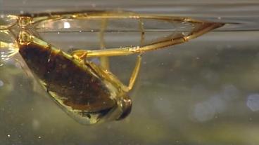 Käferartiges Insekt hängt "verkehrt herum" unter der Wasseroberfläche
