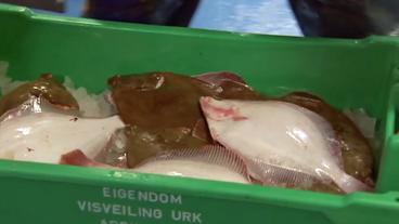 Bild: WDR Schollen in Fischkiste