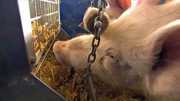 Bild: NDR Ein Schwein spielt an einem "Wühltisch"