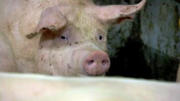 Schwein im Maststall