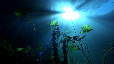 Unterwasser-Pflanzen
