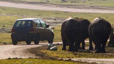 Im Serengeti-Park Hodenhagen fahren Mitarbeiter im großen Nashorngehege Streife.