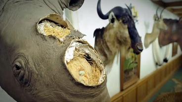 Beschädigte Trophäe eines Spitzmaulnashorns im Jagdmuseum Oerrel.