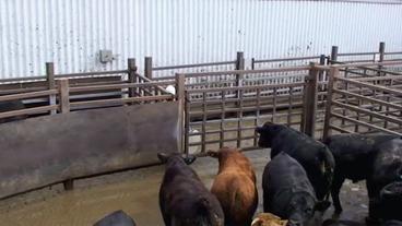 Rinder warten auf dem Schlachthof