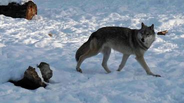 Bild: Angelika Sigl Ein Wolf