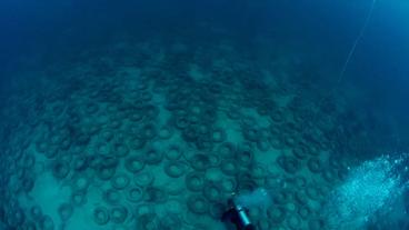 Bild: WDR Taucher vor Altreifen unter Wasser