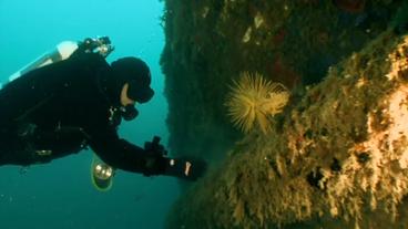 Bild: WDR Taucher an bewachsenem Schiffswrack