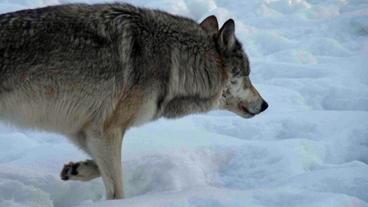Bild: Angelika Sigl Ein Wolf