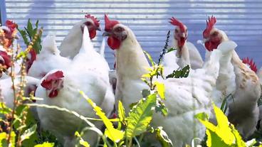Bild: BR Sulmtaler Huhn