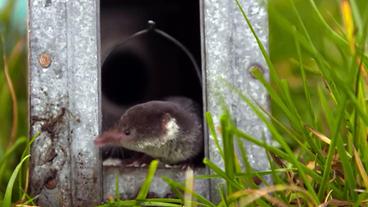 Bild: NDR Spitzmaus
