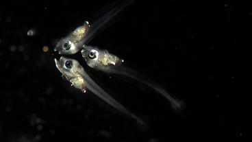 Bild: NDR Thunfischlarven