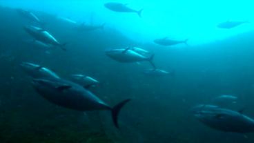 Bild: NDR Gezüchtete Thunfische