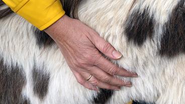 Eine Hand streichelt durch Fell eines Esels