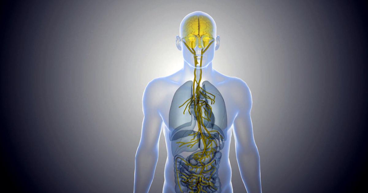Nie Wieder Rheuma Schmerzen? Die Neuesten Erkenntnisse Zur Antientzündlicher Reflex: Vagusnerv Stimulation. - qby577x