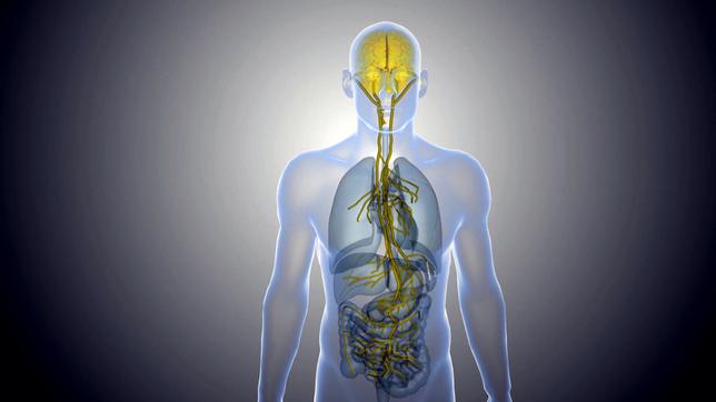 Grafik zum Verlauf des Vagusnervs im menschlichen Körper.
