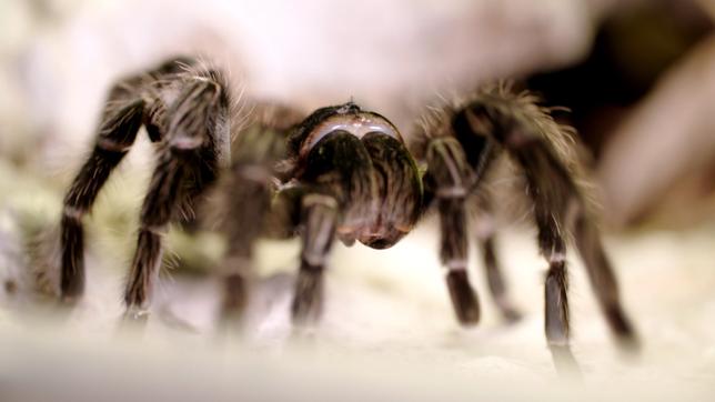 Bild: SWR Vogelspinne in Nahaufnahme