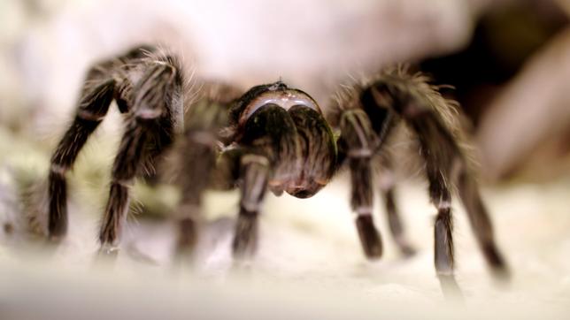 Vogelspinne in Nahaufnahme