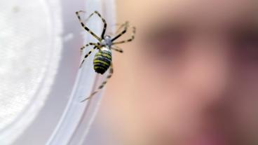 Bild: SWR Ein Wespenspinne klettert am Rand einer Petrischale empor.