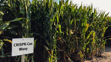 Maispflanzen auf dem Feld, davor ein Schild mit der Aufschrift "Crispr-Cas Waxy"