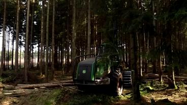Bild: hr Wald