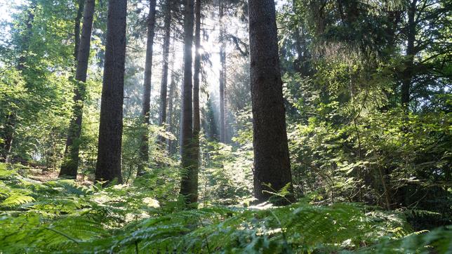 Sonnenstrahlen leuchten auf Tannen und Farne im Wald.
