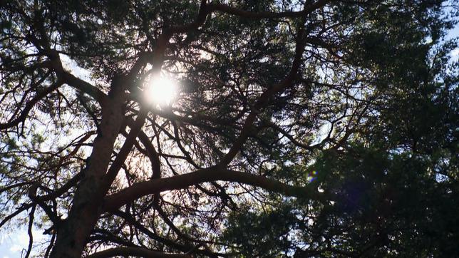 Sonne scheint durch dunkles Kronendach