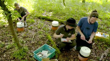 ForscherInnen im Wald mit Gasfallen