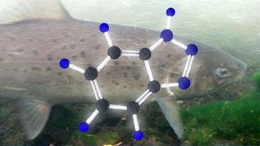 Chemische Verbindung als Grafik dargestellt, im Hintergrund ein Fisch.