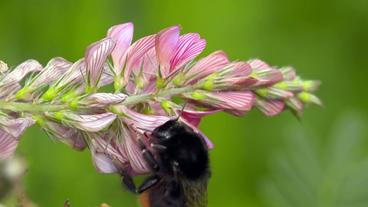 Wildbiene an einer Blüte