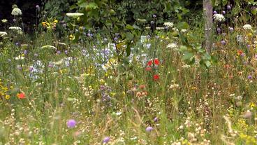 Bild: NDR Wildblumenwiese